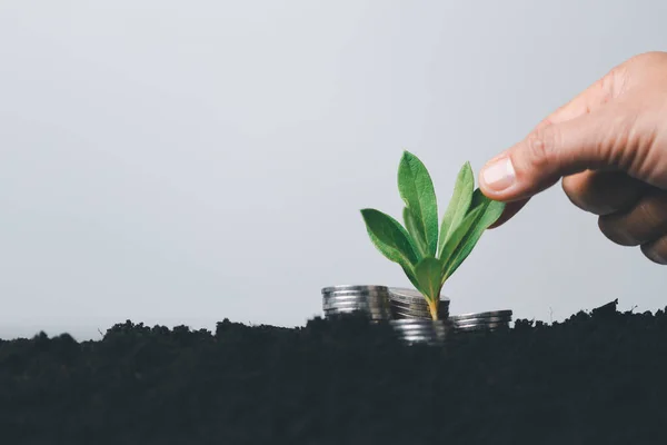 Coin tree growth with soil background. The money plant financial investment concept success. A hand holding coin tree is shown the symbol business growth and ecological business plant money in nature.