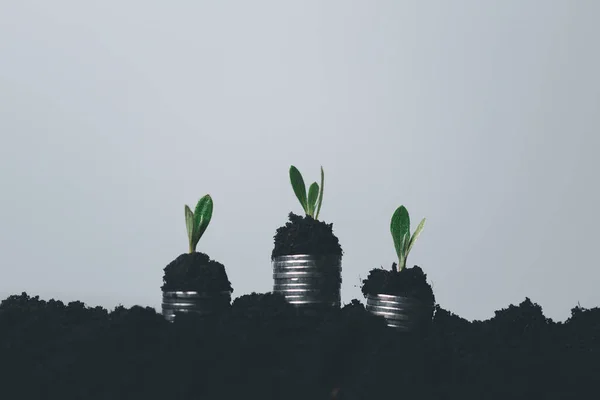 Muntboomgroei Met Bodemachtergrond Het Geld Plant Financieel Investeringsconcept Succes Een — Stockfoto