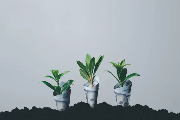 Münzbaumwachstum Mit Bodenhintergrund Die Geldpflanze Finanzinvestitionskonzept Erfolg Ein Händchenhaltender Münzbaum — Stockfoto