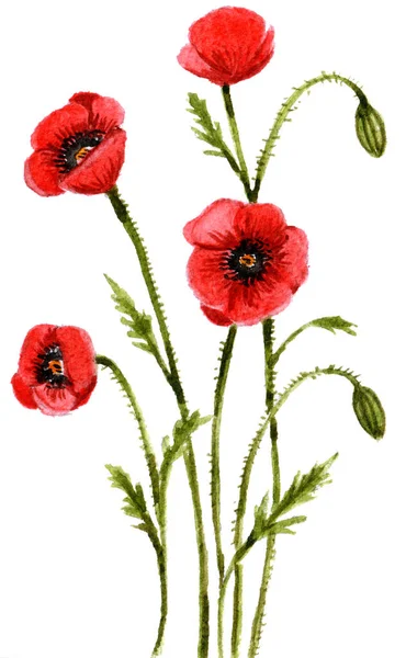 Watercolor line of poppies isolated on white background, handmade decorative element