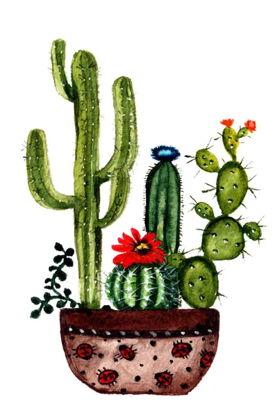 Watercolor cacti and succulents isolated on the white background, a home plant decorative element