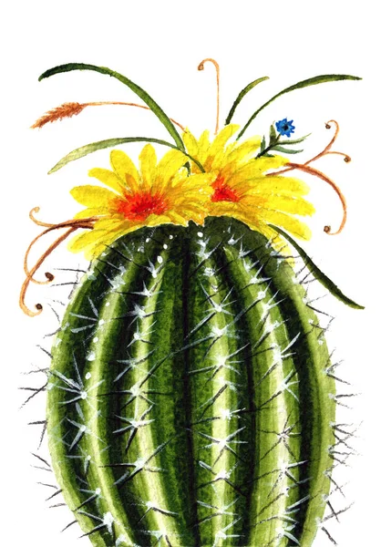 Watercolor cactus isolated on the white background, a home plant decorative element