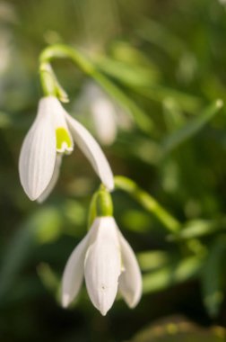 Ormandaki beyaz kar damlaları Parlak güneş rüzgarda sallanıyor