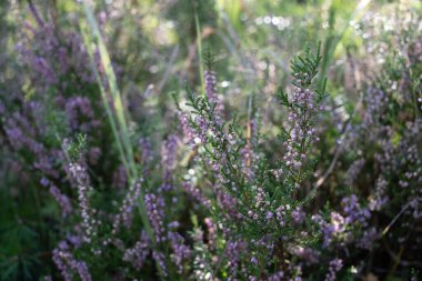 Kenevir çiçekleri sabahın erken saatlerinde güneşin ışınlarındaki çiğ damlalarıyla tazelendi. Bulanık arkaplanda yeşil çimen.
