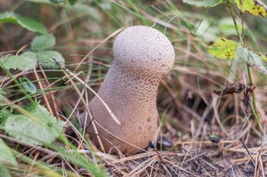 Vahşi, güzel, küçük beyaz çiçekler. Arka plandaki küçük ağaç ve çimenler.