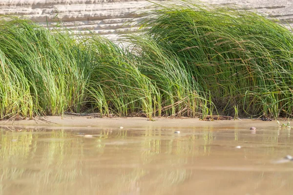 Длинная Зеленая Трава Влажном Песке Солнечный День Дюнами Заднем Плане — стоковое фото