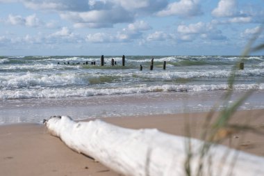 Sahilde yeşil çimlerin yanında yalnız, büyük, ölü bir ağaç gövdesi. Arka planda ölü ağaç gövdeleri yuvarlanan bir denizde, ufukta ve bulutlu bir gökyüzünde hizalanır.