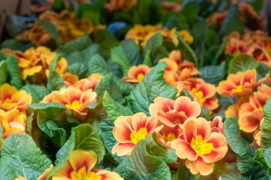 Güzel, yumuşak sarı-pembe küçük çiçekler Kalın yeşil yapraklı arka plan.