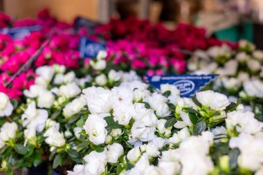 Güzel, muhteşem, yeşil yapraklı beyaz ve pembe rhododendronlar. Arkaplanda bulanık pencere.