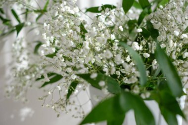 Güzel, narin, narin, beyaz çingene çiçekleri. Arka planda yumuşak yeşil yapraklar var..