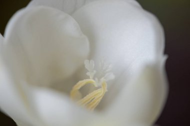 Tek bir zarif, güzel, kar beyazı frezya çiçeğinin arka planda soluk sarı bir merkezi var. Uzayı kopyala Alıntılar için arkaplan