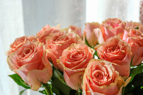 Великолепные, королевские, большие, розовые розы. Белые шторы на заднем плане. Copyspace