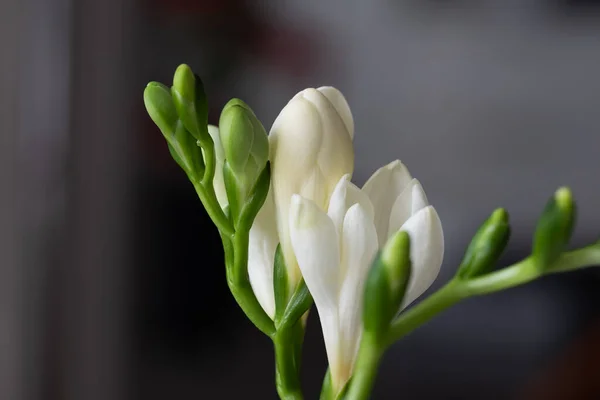 Graceful, beautiful, snow-white freesias close-up. Blurry dark surface in the background. Copy space. Background for quotes