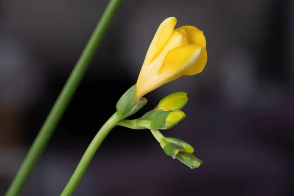 Bekar Kırılgan Güzel Sarı Frezya Çiçeği Yakından Arka Planda Siyah — Stok fotoğraf