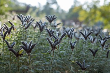 Göz kamaştırıcı, görkemli, çalı gibi yeşil bitkiler gün ışığında parkta. Arkaplanda bulanık ağaçlar.