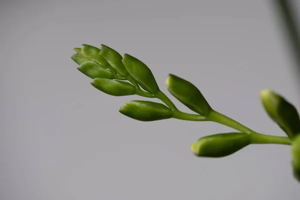 Close-up of a tender, unbloomed, green freesia flower bud. A dark surface in the background. Copy space. Background for quotes