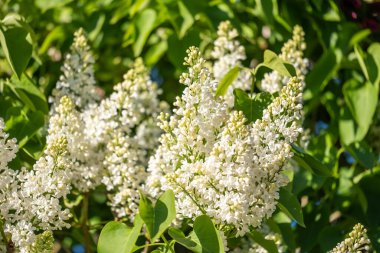 Muhteşem, minik, güneşli, beyaz leylak çiçekleri. Arka planda leylak çalılarının büyük yeşil yaprakları. Boşluğu kopyala