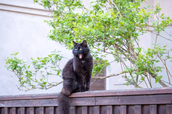 A lone black cat with charming yellow eyes and a bushy tail yawns on a wooden fence. A bush with green leaves and a white house wall in the background. Copy space