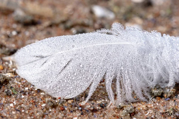 美丽的露水像小珍珠一样滴在美丽的 白色的 蓬松的鸟毛上 潮湿的海滩沙地 背景是小而多彩的卵石 复制空间 — 图库照片
