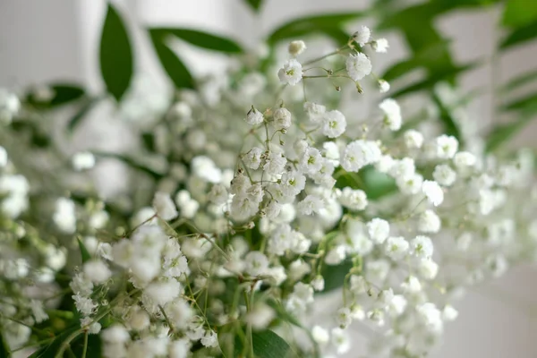 Hermosas Frágiles Delicadas Flores Gypsophila Blancas Con Hojas Verdes Suaves — Foto de Stock