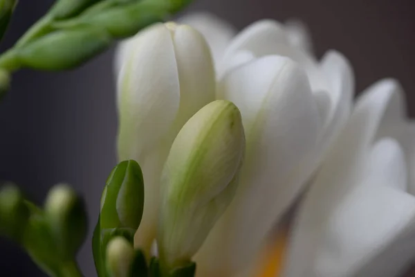 Graceful, beautiful, snow-white freesias close-up. Blurry dark surface in the background. Copy space. Background for quotes