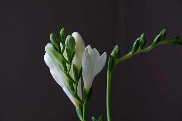 Graceful, beautiful, snow-white freesias close-up. A dark surface is blurred in the background. Copy space. Background for quotes