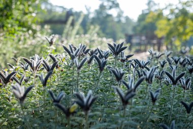 Göz kamaştırıcı, görkemli, çalı gibi yeşil bitkiler gün ışığında parkta. Arkaplanda bulanık ağaçlar.