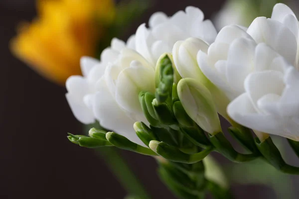Graceful, beautiful, snow-white freesias close-up. Blurry dark surface in the background. Copy space. Background for quotes. Flowers background