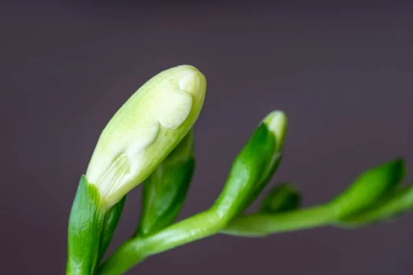 Close-up of a tender, unbloomed, green freesia flower bud. A dark surface in the background. Copy space. Background for quotes