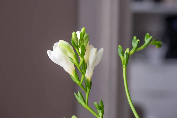 Graceful, beautiful, snow-white freesias close-up. A dark surface is blurred in the background. Copy space. Background for quotes