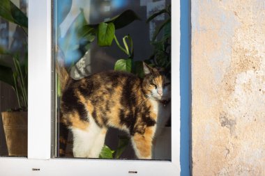 Sevimli bir üç renkli kedi pencere pervazındaki kameraya bakıyor. Ön planda bir pencere ve hafif bir bina duvarı var. Ev bitkileri arka planda bulanık. Uzayı kopyala Yüksek kalite fotoğraf