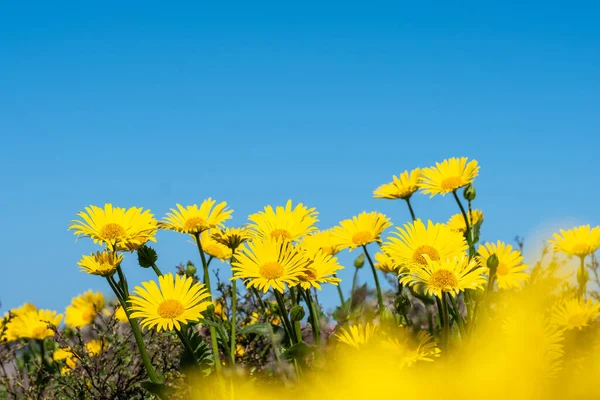 Sunny yellow daisies with dark green leaves. A blurred yellow flower in the foreground. Clear, blue sky in the background. Copyspace. Background for quotes. High quality photo