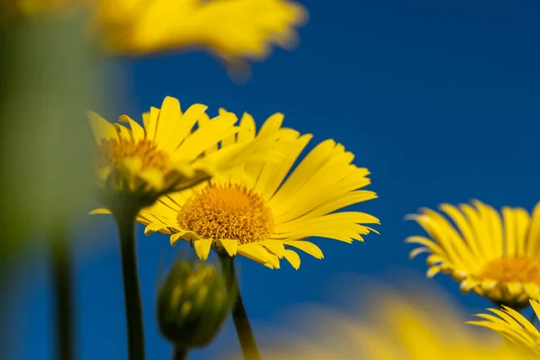 Sunny yellow daisies with dark green leaves. A blurred yellow flower in the foreground. Clear, blue sky in the background. Copyspace. Background for quotes. High quality photo
