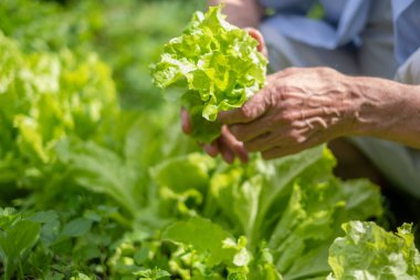 Kıdemli birinin elleri marul topluyor, canlı bahçe düzenliyor. Görüntü, büyüme ve sağlık temalarına uyuyor. Bahçede bahar, çevre dostu bahçıvanlık ve sürdürülebilir tarım. Yüksek kalite fotoğraf