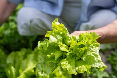 Kıdemli birinin ellerinde marul, yağ ve yeşil soğan var. Canlı bir bahçe seti. Görüntü, büyüme ve sağlık temalarına, emeklilikteki yaşlılığa, kırsal kesimdeki hayata uyuyor. Yüksek kalite fotoğraf