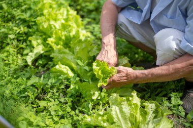 Kıdemli birinin ellerinde marul, yağ ve yeşil soğan var. Canlı bir bahçe seti. Görüntü, büyüme ve sağlık temalarına, emeklilikteki yaşlılığa, kırsal kesimdeki hayata uyuyor. Yüksek kalite fotoğraf