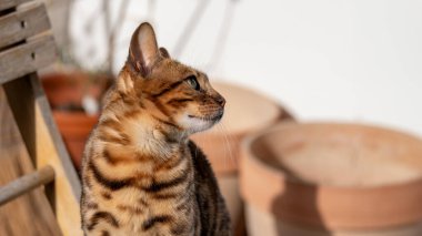 Dengeli bir Bengal kedisi bayrağı, güneşli alan adını, bulanık arkaplanı, doğal zarafeti ve sezgisel zevki somutlaştıran, lüks ve kaliteli hayvan refahı ürünleri için kullanılan bir anket yapıyor. Yüksek kalite fotoğraf
