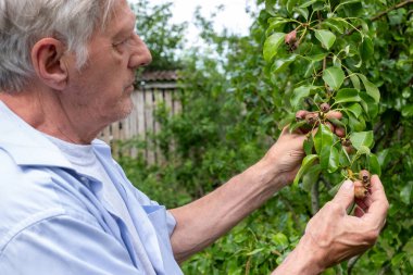 Tecrübeli bahçıvanlar, armut ağacının sağlığını dikkatle incelerken yeşillik ve tenha bahçesinde doğanın ritmine adanmış yıllardan bahseder.. 