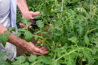 Üst düzey bir adam akıllı telefonu kullanarak yemyeşil bir domates serasındaki büyümeyi izliyor, geleneği modern teknolojiyle harmanlıyor, yenilikçi tarım üzerine makaleler için ideal.. 