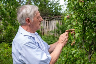 Bahçesinin sessizliğinde, keskin gözlü bir son sınıf öğrencisi, bir armut ağacının sağlığını inceler. Yapraklar taze yeşildir. Yazın ilk zamanlarında dokunduğunu gösterir.. 