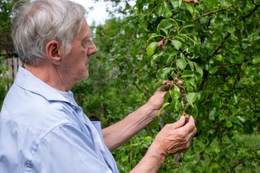 Beyefendi armut yapraklarını ve meyveleri inceler, organik tarım rehberine uygun sağlık belirtileri arar. Yüksek kalite fotoğraf