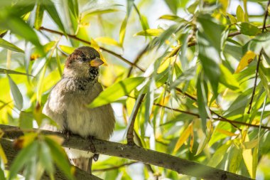 Dolgun bir serçe, yemyeşil bir yeşilliğin ortasında tünemiş yazın özünü ve doğal yeşil bir ortamda kuşları izlemenin neşesini yakalıyor. Yüksek kalite fotoğraf