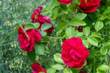 Canlı kırmızı güller yemyeşil bir zemin üzerinde çiçek açar, gün ışığında yakalanan serpilen bir bahçenin özü. Yüksek kalite fotoğraf