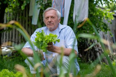Kıdemli bahçıvan yeşil bitkilerin arasında çömeliyor, marul başını tutuyor, arka planda çamaşır ipini tutuyor evde yetişen besinlerde huzurlu bir an. Yüksek kalite fotoğraf