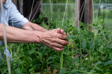Eller bir serada domates bitkisini nazikçe destekliyor. Bahçıvanlıkta özen gösteriliyor. Yüksek kalite fotoğraf