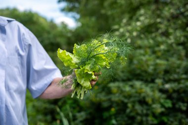 Mavi tişörtlü bir elin altında bir demet taze toplanmış marul ve dereotu yemyeşil bir arka bahçeye doğru tutarken bir tutam ev bahçıvanlığı. Yüksek kalite fotoğraf