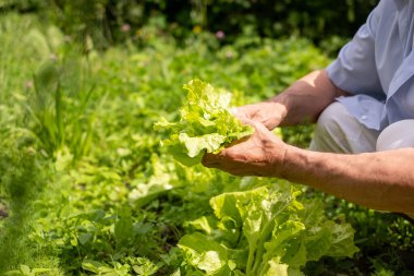 Olgun bir adam canlı bir ev bahçesinde marul topluyor. Dünyayla olan bağını yansıtan sakin bir ifade. Yüksek kalite fotoğraf