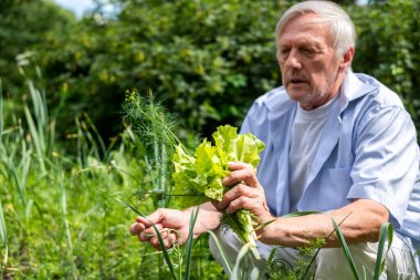 Kibar bir gülümsemeyle, yaşlı bir bahçıvan, sürdürülebilir bahçıvanlık ödülünün keyfini çıkararak, bir buket yeni toplanmış yeşillik topluyor. Yüksek kalite fotoğraf