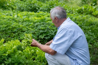 Beyaz gömlekli bir beyefendi canlı bir bahçede çömelmiş, marulu inceliyor emeklilik hayatının sakin bir fotoğrafını. Yüksek kalite fotoğraf