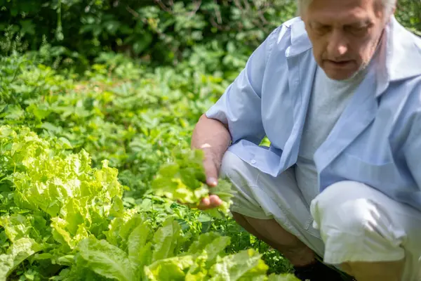Concentrated older man crouching among rows of bright green lettuce, touching the leaves gently, in a lush garden setting. High quality photo